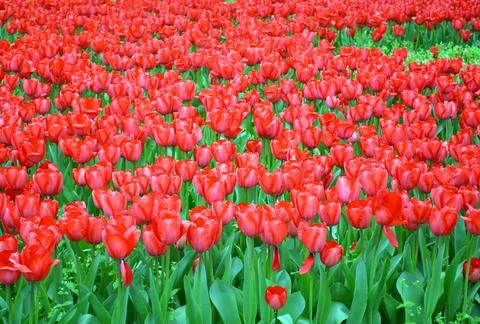 Field of red tulip in springtime Stock Photos