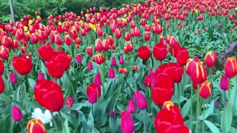 Field of Red Tulips Blooming in Spring Garden on Sunny Day Stock-Footage 337167633