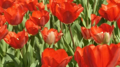 Field of red tulips 動画素材 12514928