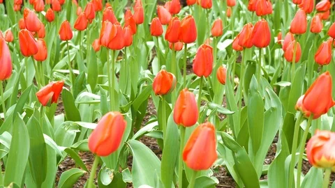 Field of red tulips 스톡 동영상 97652565