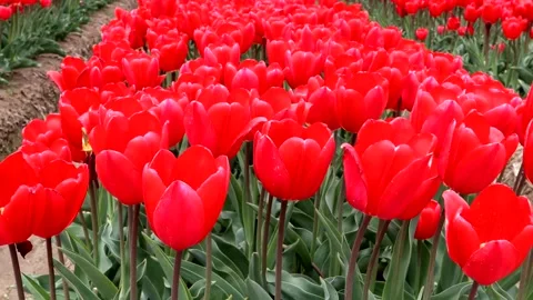 Field of red tulips Stock Footage 335169827