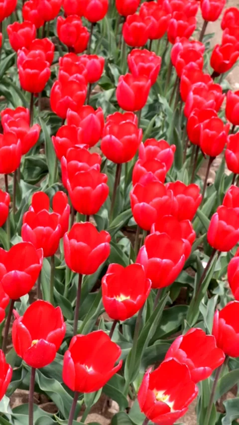 Field of red tulips Stock Footage 335171575