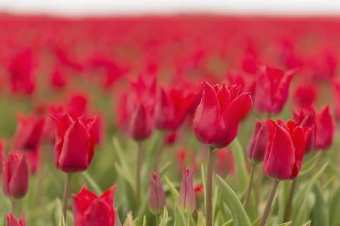 A field of red tulips, foreground sharp and behind in a blur, as background Foto stock