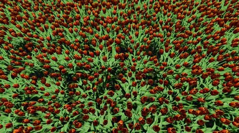 Field of red tulips Illustration