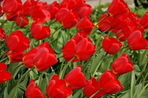 Field with red tulips Stock Photos