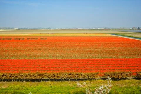 Field with red tulips Stock Photos