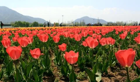 Field of red tulips Stock Photos