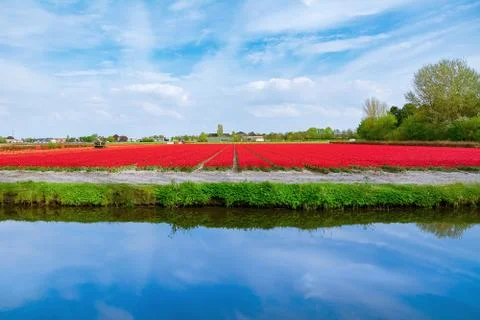 Field of red tulips Stock Photos
