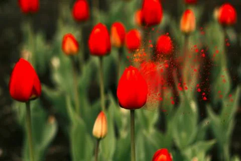 Field of red tulips in spring, red tulip with decay effect 스톡 사진