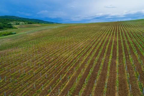 Field of red wine grape vineyard Stock-Fotos