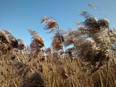 Field of reed grass close up view over blue sky background Stock Photos