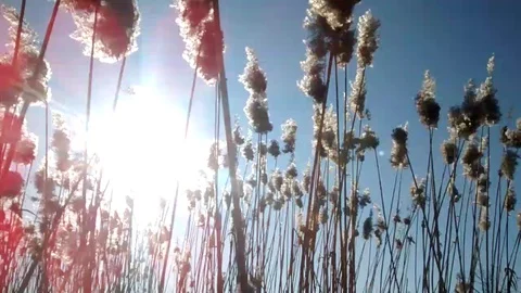 Field of reed grass in sunlight Stock Footage 127982592