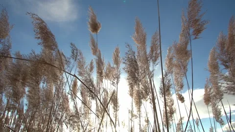 A Field Of Reed Grass Swaying In Wind In Sunlight Video Stock Footage 329758649