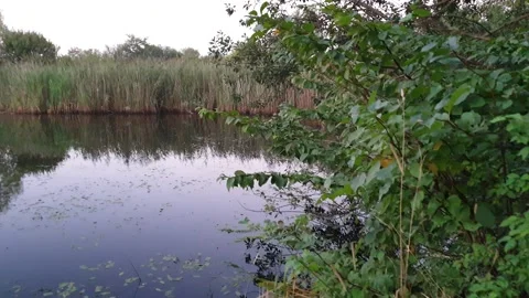 Field with reed on a lake during springtime Stock-Footage 139298713