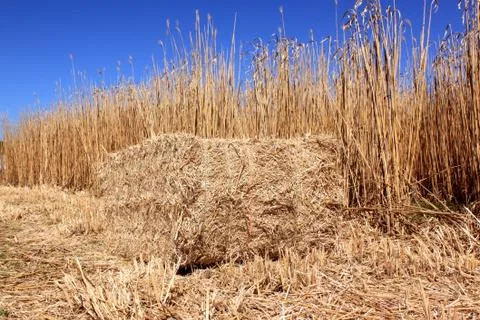 Field of reeds Stock Photos