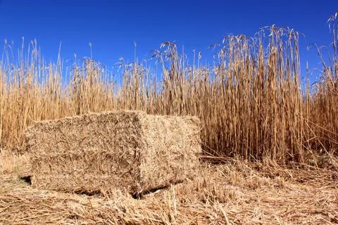Field of reeds Stock Photos