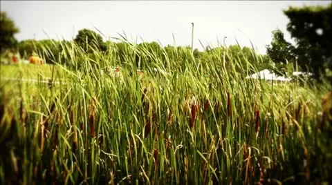 Field Of Reeds in Wind 스톡 동영상 11453509