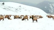 Field Of Reindeer In Snow Tracking Shot Stock Footage