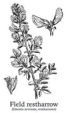 Field restharrow. Vector hand drawn plant. Vintage medicinal plant sketch. Stock Illustration