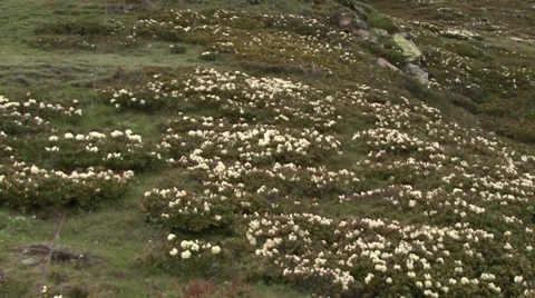 Field rhododendrons Stock Footage 39533938