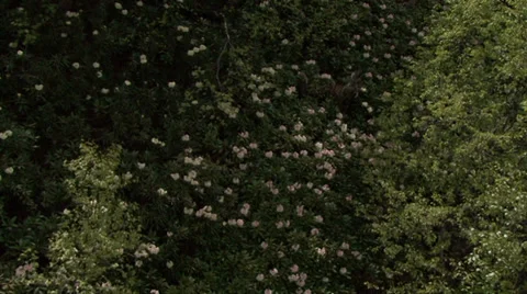 Field rhododendrons Stock Footage 39533968