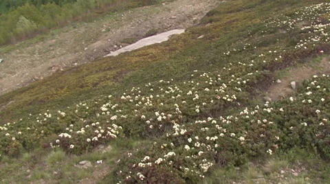 Field rhododendrons Stock Footage 39613298