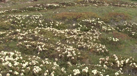 Field rhododendrons Stock Footage 39613442