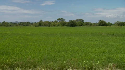 Field of rice Stock Footage 524184