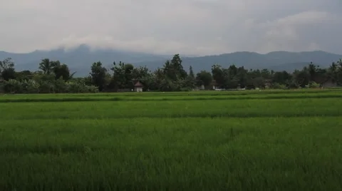Field Rice 動画素材 47257685
