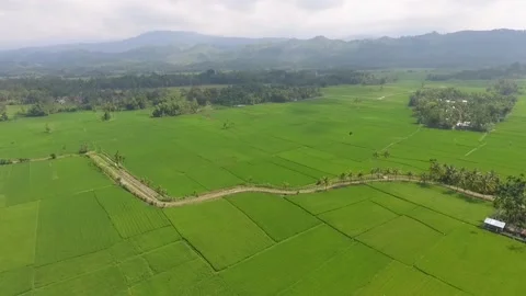 Field rice with mountain Video stock 136044322
