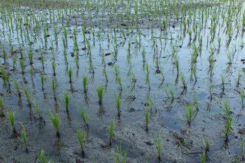 Field rice Photos