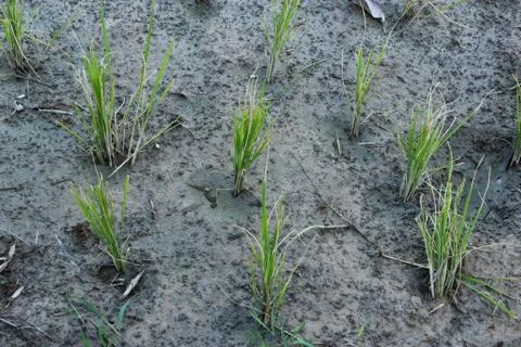 Field rice Stock Photos