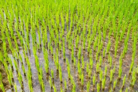 Field rice Stock Photos