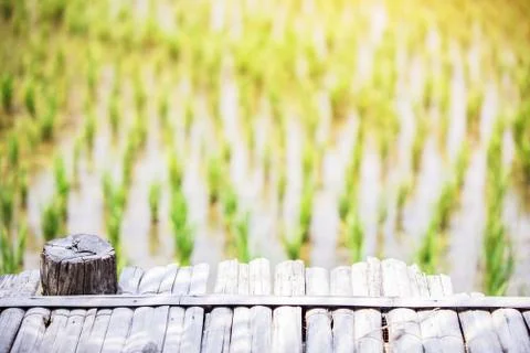 The field of rice Stock Photos