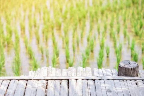 The field of rice Stock Photos