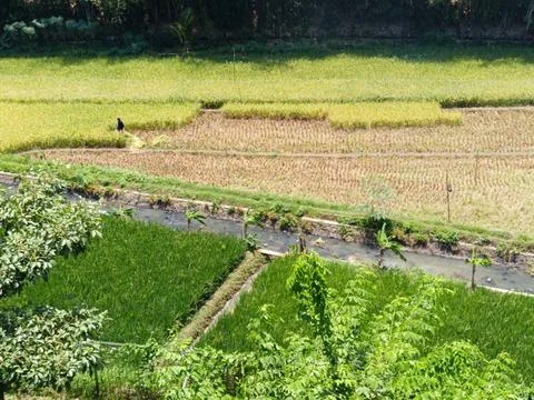 A field of rice with a river running through it Stock Photos