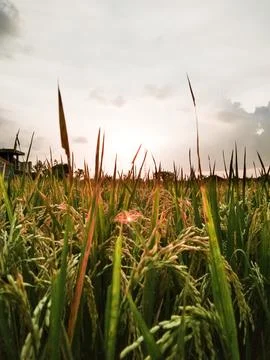 A field of rice with sunset background Stock Photos