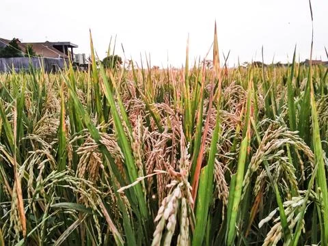 A field of rice with sunset background Stock Photos