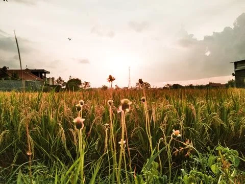 A field of rice with sunset background Stock Photos