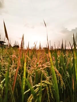 A field of rice with sunset background Stock Photos