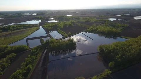 Field rice with water Stock Footage 83091952