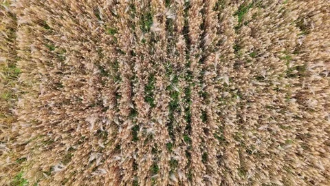 Field of ripe barley Stock Footage 248916866