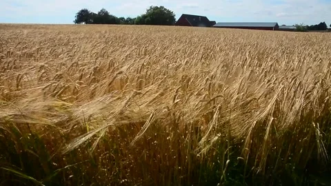 A field of ripe barley swaying in the wind, with a farm in the background, in Video stock 341832397
