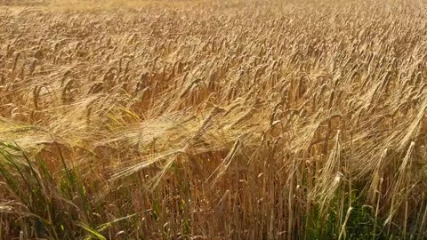 A field of ripe barley swaying in the wind in Ystad Municipality, Skane County, Video stock 341832477