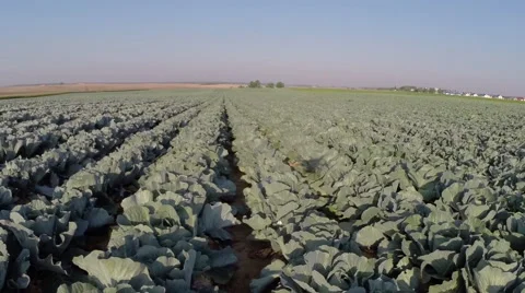 A field of ripe cabbage Stock Footage 62898932
