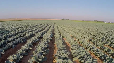 A field of ripe cabbage Video stock 62899109