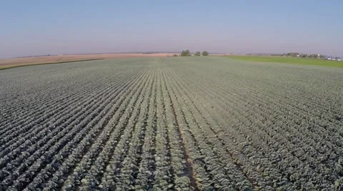 A field of ripe cabbage Video stock 62899344