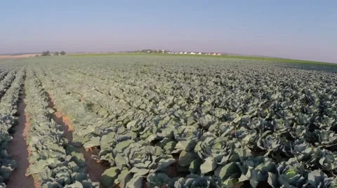 A field of ripe cabbage Video stock 62900064