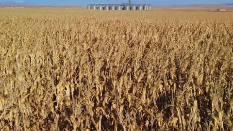 Field of ripe corn and silo in the background Video stock 291708367