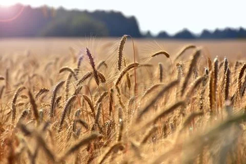 Field of ripe corn in backlight Stock Photos